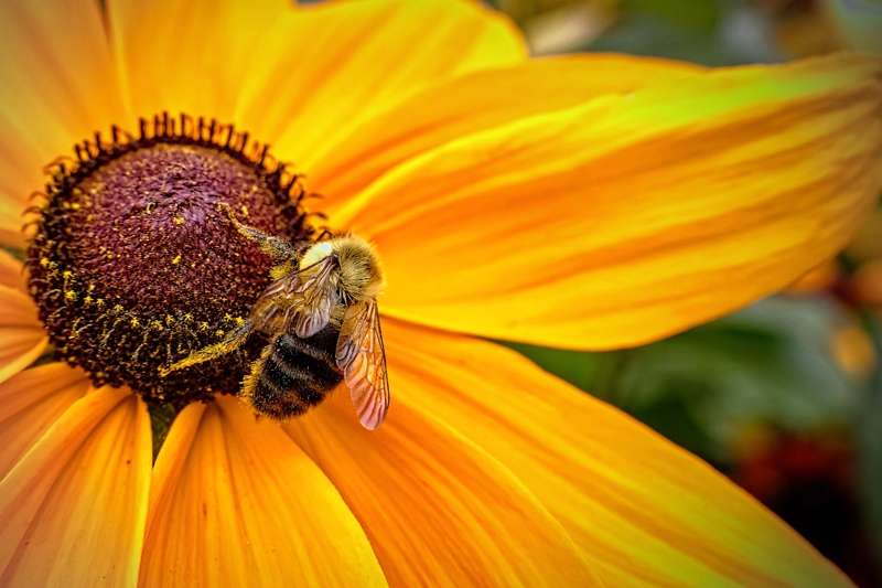 Busy Bee- 00